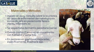 Materiales y Métodos
▪ Agosto de 2015, consulta sobre la ocurrencia
de casos de enfermedad dermatológica en
ovinos de pelo en piedemonte llanero
(Apiay,Villavicencio)
▪ Se sospechaba dermatitis parasitaria (sarna)
▪ Ovinos criollos (Camuros) en cruzamiento
con Kathadin y Santa Inés
▪ En pastoreo en gramíneas mejoradas;
específicamente, Brachiaria spp.
Xº Congreso ALEPRyCS. PuntaArenas, Chile, 2017
 