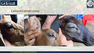 Lesiones observadas
Xº Congreso ALEPRyCS. PuntaArenas, Chile, 2017
 