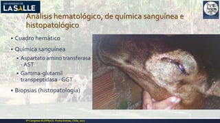 Análisis hematológico, de química sanguínea e
histopatológico
▪ Cuadro hemático
▪ Química sanguínea
▪ Aspartato amino transferasa
- AST
▪ Gamma-glutamil
transpeptidasa - GGT
▪ Biopsias (histopatología)
Xº Congreso ALEPRyCS. PuntaArenas, Chile, 2017
 