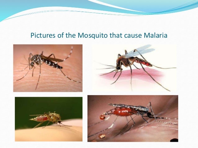 how can malaria be spread