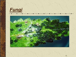 11
Fungi
 