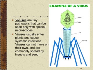 14
Viruses are tiny
pathogens that can be
seen only with special
microscopes.
Viruses usually enter
plants and cause
systemic infections.
Viruses cannot move on
their own, and are
commonly spread by
insects and seed.
 
