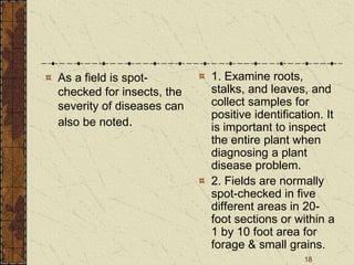 18
As a field is spot-
checked for insects, the
severity of diseases can
also be noted.
1. Examine roots,
stalks, and leaves, and
collect samples for
positive identification. It
is important to inspect
the entire plant when
diagnosing a plant
disease problem.
2. Fields are normally
spot-checked in five
different areas in 20-
foot sections or within a
1 by 10 foot area for
forage & small grains.
 