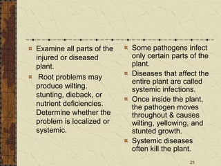 21
Examine all parts of the
injured or diseased
plant.
Root problems may
produce wilting,
stunting, dieback, or
nutrient deficiencies.
Determine whether the
problem is localized or
systemic.
Some pathogens infect
only certain parts of the
plant.
Diseases that affect the
entire plant are called
systemic infections.
Once inside the plant,
the pathogen moves
throughout & causes
wilting, yellowing, and
stunted growth.
Systemic diseases
often kill the plant.
 