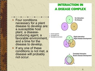 5
Four conditions
necessary for a plant
disease to develop are:
a susceptible host
plant, a disease-
producing agent, a
favorable environment,
and a time for the
disease to develop.
If any one of these
conditions is not met, a
disease will probably
not occur.
 