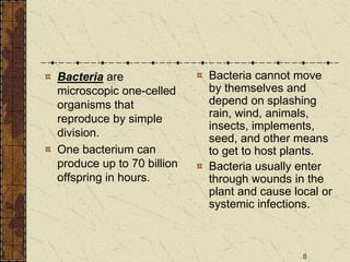 8
Bacteria are
microscopic one-celled
organisms that
reproduce by simple
division.
One bacterium can
produce up to 70 billion
offspring in hours.
Bacteria cannot move
by themselves and
depend on splashing
rain, wind, animals,
insects, implements,
seed, and other means
to get to host plants.
Bacteria usually enter
through wounds in the
plant and cause local or
systemic infections.
 