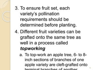 3. To ensure fruit set, each
variety’s pollination
requirements should be
determined before planting.
4. Different fruit varieties can be
grafted onto the same tree as
well in a process called
topworking
a. To top-work an apple tree, 6- to 8-
inch sections of branches of one
apple variety are cleft-grafted onto
19
 