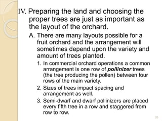 IV. Preparing the land and choosing the
proper trees are just as important as
the layout of the orchard.
A. There are many layouts possible for a
fruit orchard and the arrangement will
sometimes depend upon the variety and
amount of trees planted.
1. In commercial orchard operations a common
arrangement is one row of pollinizer trees
(the tree producing the pollen) between four
rows of the main variety.
2. Sizes of trees impact spacing and
arrangement as well.
3. Semi-dwarf and dwarf pollinizers are placed
every fifth tree in a row and staggered from
row to row.
20
 
