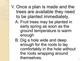 V. Once a plan is made and the
trees are available they need
to be planted immediately.
A. Fruit trees may be planted in
early spring as soon as the
ground temperature is warm
enough
B. Dig a hole wide and deep
enough for the roots to lay
comfortably in the hole without
the roots wrapping around
themselves. 23
 