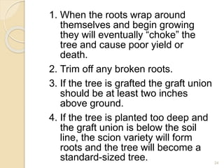 1. When the roots wrap around
themselves and begin growing
they will eventually “choke” the
tree and cause poor yield or
death.
2. Trim off any broken roots.
3. If the tree is grafted the graft union
should be at least two inches
above ground.
4. If the tree is planted too deep and
the graft union is below the soil
line, the scion variety will form
roots and the tree will become a
standard-sized tree. 24
 