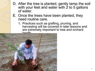 D. After the tree is planted, gently tamp the soil
with your feet and water with 2 to 5 gallons
of water.
E. Once the trees have been planted, they
need routine care.
1. Practices such as grafting, pruning, and
harvesting will be covered in later lessons and
are extremely important to tree and orchard
health.
27
 