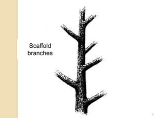 11
Scaffold
branches
 