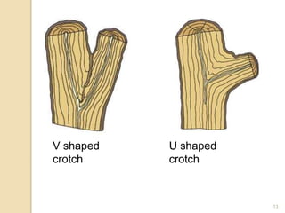 13
V shaped
crotch
U shaped
crotch
 