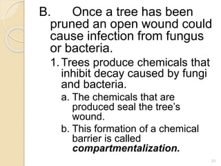 B. Once a tree has been
pruned an open wound could
cause infection from fungus
or bacteria.
1.Trees produce chemicals that
inhibit decay caused by fungi
and bacteria.
a. The chemicals that are
produced seal the tree’s
wound.
b. This formation of a chemical
barrier is called
compartmentalization.
21
 