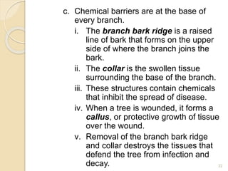 c. Chemical barriers are at the base of
every branch.
i. The branch bark ridge is a raised
line of bark that forms on the upper
side of where the branch joins the
bark.
ii. The collar is the swollen tissue
surrounding the base of the branch.
iii. These structures contain chemicals
that inhibit the spread of disease.
iv. When a tree is wounded, it forms a
callus, or protective growth of tissue
over the wound.
v. Removal of the branch bark ridge
and collar destroys the tissues that
defend the tree from infection and
decay. 22
 