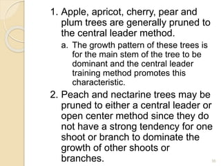 1. Apple, apricot, cherry, pear and
plum trees are generally pruned to
the central leader method.
a. The growth pattern of these trees is
for the main stem of the tree to be
dominant and the central leader
training method promotes this
characteristic.
2. Peach and nectarine trees may be
pruned to either a central leader or
open center method since they do
not have a strong tendency for one
shoot or branch to dominate the
growth of other shoots or
branches. 35
 