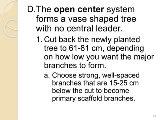 D.The open center system
forms a vase shaped tree
with no central leader.
1. Cut back the newly planted
tree to 61-81 cm, depending
on how low you want the major
branches to form.
a. Choose strong, well-spaced
branches that are 15-25 cm
below the cut to become
primary scaffold branches.
43
 