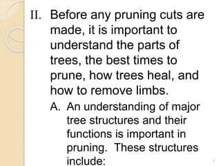 II. Before any pruning cuts are
made, it is important to
understand the parts of
trees, the best times to
prune, how trees heal, and
how to remove limbs.
A. An understanding of major
tree structures and their
functions is important in
pruning. These structures
include: 7
 