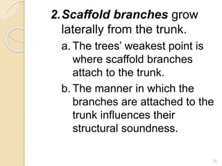 2.Scaffold branches grow
laterally from the trunk.
a. The trees’ weakest point is
where scaffold branches
attach to the trunk.
b. The manner in which the
branches are attached to the
trunk influences their
structural soundness.
10
 