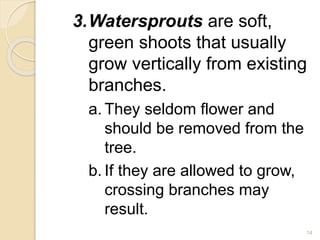 3.Watersprouts are soft,
green shoots that usually
grow vertically from existing
branches.
a. They seldom flower and
should be removed from the
tree.
b. If they are allowed to grow,
crossing branches may
result.
14
 