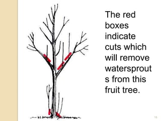 15
The red
boxes
indicate
cuts which
will remove
watersprout
s from this
fruit tree.
 