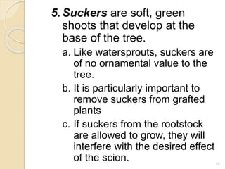 5.Suckers are soft, green
shoots that develop at the
base of the tree.
a. Like watersprouts, suckers are
of no ornamental value to the
tree.
b. It is particularly important to
remove suckers from grafted
plants
c. If suckers from the rootstock
are allowed to grow, they will
interfere with the desired effect
of the scion. 18
 