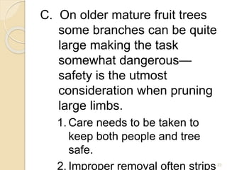 C. On older mature fruit trees
some branches can be quite
large making the task
somewhat dangerous—
safety is the utmost
consideration when pruning
large limbs.
1. Care needs to be taken to
keep both people and tree
safe.
2. Improper removal often strips23
 