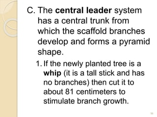 C. The central leader system
has a central trunk from
which the scaffold branches
develop and forms a pyramid
shape.
1. If the newly planted tree is a
whip (it is a tall stick and has
no branches) then cut it to
about 81 centimeters to
stimulate branch growth.
36
 