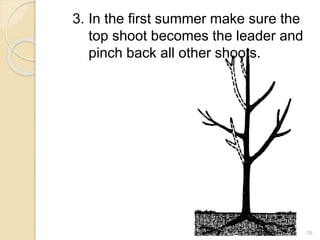 3. In the first summer make sure the
top shoot becomes the leader and
pinch back all other shoots.
39
 