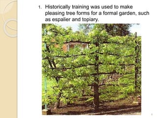 1. Historically training was used to make
pleasing tree forms for a formal garden, such
as espalier and topiary.
4
 