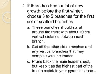 4. If there has been a lot of new
growth before the first winter,
choose 3 to 5 branches for the first
set of scaffold branches.
a. These branches should spiral
around the trunk with about 10 cm
vertical distance between each
branch.
b. Cut off the other side branches and
any vertical branches that may
compete with the leader.
c. Prune back the main leader shoot,
but keep it as the highest part of the
tree to maintain your pyramid shape.40
 