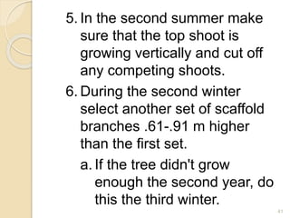 5. In the second summer make
sure that the top shoot is
growing vertically and cut off
any competing shoots.
6. During the second winter
select another set of scaffold
branches .61-.91 m higher
than the first set.
a. If the tree didn't grow
enough the second year, do
this the third winter.
41
 