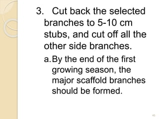 3. Cut back the selected
branches to 5-10 cm
stubs, and cut off all the
other side branches.
a.By the end of the first
growing season, the
major scaffold branches
should be formed.
45
 