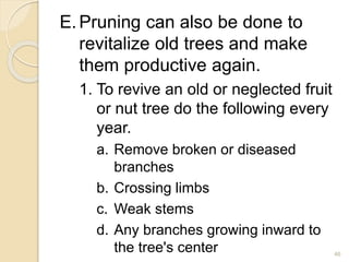 E.Pruning can also be done to
revitalize old trees and make
them productive again.
1. To revive an old or neglected fruit
or nut tree do the following every
year.
a. Remove broken or diseased
branches
b. Crossing limbs
c. Weak stems
d. Any branches growing inward to
the tree's center 46
 