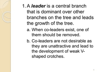 1.A leader is a central branch
that is dominant over other
branches on the tree and leads
the growth of the tree.
a. When co-leaders exist, one of
them should be removed.
b. Co-leaders are not desirable as
they are unattractive and lead to
the development of weak V-
shaped crotches.
8
 