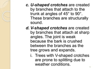 c. U-shaped crotches are created
by branches that attach to the
trunk at angles of 45° to 90°.
These branches are structurally
sound.
d. V-shaped crotches are created
by branches that attach at sharp
angles. The joint is weak
because the bark is crushed
between the branches as the
tree grows and expands.
i. Trees with V-shaped crotches
are prone to splitting due to
weather conditions. 12
 