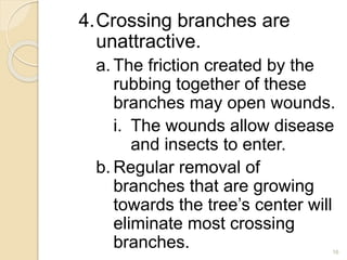 4.Crossing branches are
unattractive.
a. The friction created by the
rubbing together of these
branches may open wounds.
i. The wounds allow disease
and insects to enter.
b. Regular removal of
branches that are growing
towards the tree’s center will
eliminate most crossing
branches. 16
 