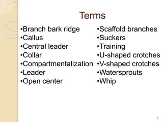 Terms
2
•Branch bark ridge
•Callus
•Central leader
•Collar
•Compartmentalization
•Leader
•Open center
•Scaffold branches
•Suckers
•Training
•U-shaped crotches
•V-shaped crotches
•Watersprouts
•Whip
 