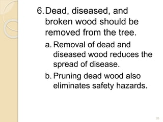 6.Dead, diseased, and
broken wood should be
removed from the tree.
a. Removal of dead and
diseased wood reduces the
spread of disease.
b. Pruning dead wood also
eliminates safety hazards.
20
 