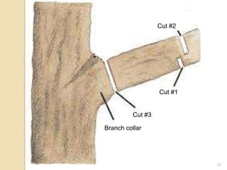 27
Cut #1
Cut #2
Cut #3
Branch collar
 