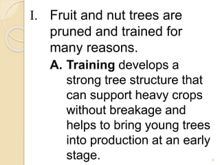 I. Fruit and nut trees are
pruned and trained for
many reasons.
A. Training develops a
strong tree structure that
can support heavy crops
without breakage and
helps to bring young trees
into production at an early
stage. 3
 