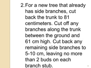 38
2.For a new tree that already
has side branches, cut
back the trunk to 81
centimeters. Cut off any
branches along the trunk
between the ground and
61 cm high. Cut back any
remaining side branches to
5-10 cm, leaving no more
than 2 buds on each
branch stub.
 