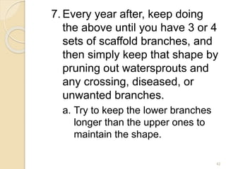 7. Every year after, keep doing
the above until you have 3 or 4
sets of scaffold branches, and
then simply keep that shape by
pruning out watersprouts and
any crossing, diseased, or
unwanted branches.
a. Try to keep the lower branches
longer than the upper ones to
maintain the shape.
42
 