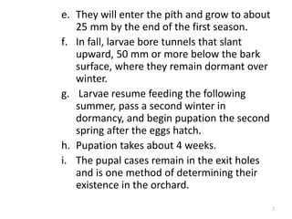 e. They will enter the pith and grow to about
25 mm by the end of the first season.
f. In fall, larvae bore tunnels that slant
upward, 50 mm or more below the bark
surface, where they remain dormant over
winter.
g. Larvae resume feeding the following
summer, pass a second winter in
dormancy, and begin pupation the second
spring after the eggs hatch.
h. Pupation takes about 4 weeks.
i. The pupal cases remain in the exit holes
and is one method of determining their
existence in the orchard.
7
 