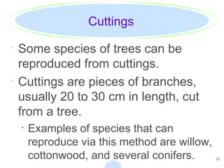 10
Cuttings
· Some species of trees can be
reproduced from cuttings.
· Cuttings are pieces of branches,
usually 20 to 30 cm in length, cut
from a tree.
· Examples of species that can
reproduce via this method are willow,
cottonwood, and several conifers.
 