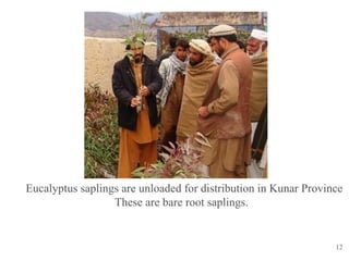 12
Eucalyptus saplings are unloaded for distribution in Kunar Province
These are bare root saplings.
 