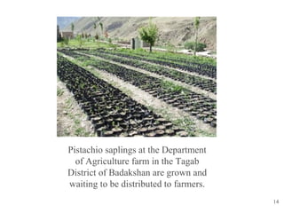 14
Pistachio saplings at the Department
of Agriculture farm in the Tagab
District of Badakshan are grown and
waiting to be distributed to farmers.
 