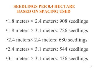 19
•1.8 meters × 2.4 meters: 908 seedlings
•1.8 meters × 3.1 meters: 726 seedlings
•2.4 meters× 2.4 meters: 680 seedlings
•2.4 meters × 3.1 meters: 544 seedlings
•3.1 meters × 3.1 meters: 436 seedlings
SEEDLINGS PER 0.4 HECTARE
BASED ON SPACING USED
 
