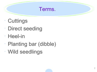 2
Terms.
· Cuttings
· Direct seeding
· Heel-in
· Planting bar (dibble)
· Wild seedlings
 