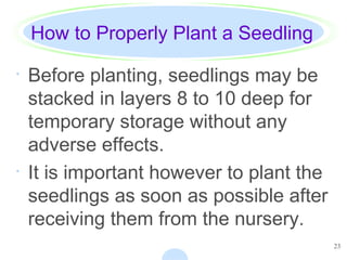 23
How to Properly Plant a Seedling
· Before planting, seedlings may be
stacked in layers 8 to 10 deep for
temporary storage without any
adverse effects.
· It is important however to plant the
seedlings as soon as possible after
receiving them from the nursery.
 